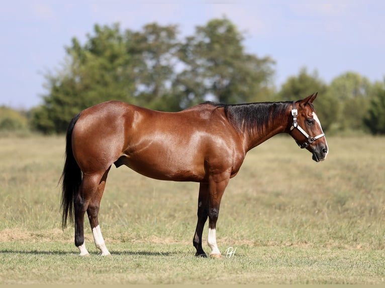 American Quarter Horse Ruin 10 Jaar 152 cm Roodbruin in Buffalo, MO