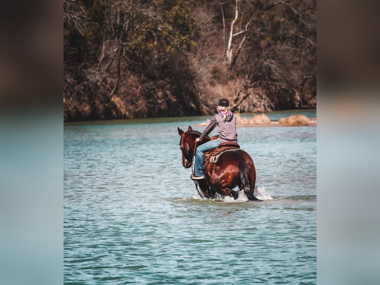 American Quarter Horse Ruin 10 Jaar 152 cm Roodbruin in Bluff Dale, TX