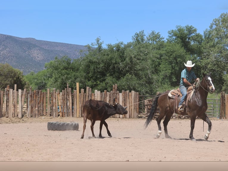American Quarter Horse Ruin 10 Jaar 152 cm Roodbruin in Camp Verde AZ