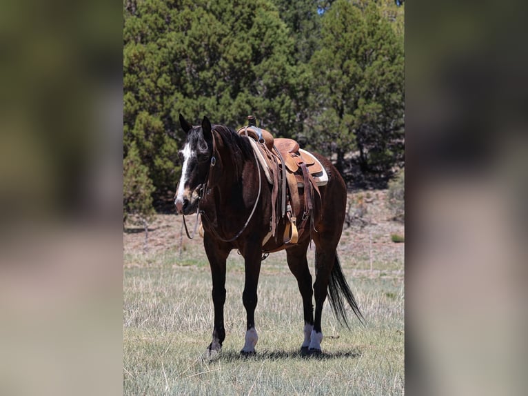 American Quarter Horse Ruin 10 Jaar 152 cm Roodbruin in Camp Verde AZ