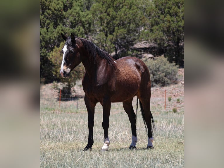 American Quarter Horse Ruin 10 Jaar 152 cm Roodbruin in Camp Verde AZ