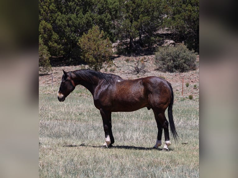 American Quarter Horse Ruin 10 Jaar 152 cm Roodbruin in Camp Verde AZ