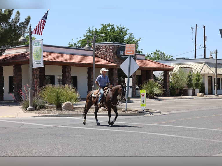 American Quarter Horse Ruin 10 Jaar 152 cm Roodbruin in Camp Verde AZ