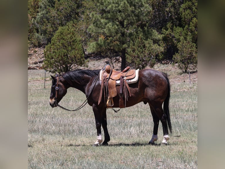 American Quarter Horse Ruin 10 Jaar 152 cm Roodbruin in Camp Verde AZ