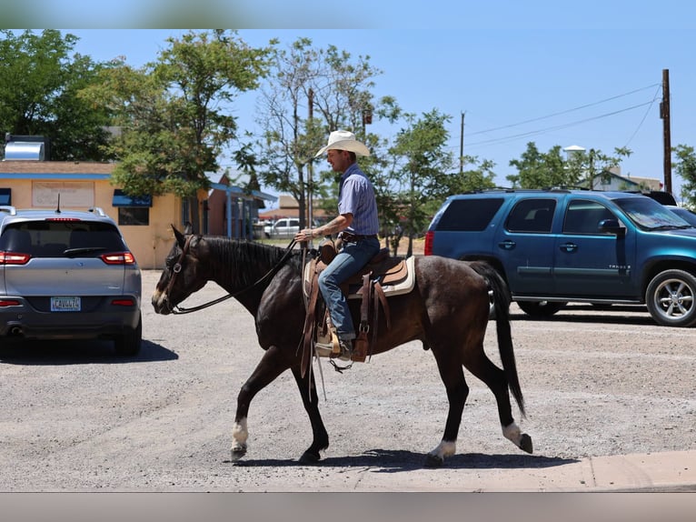 American Quarter Horse Ruin 10 Jaar 152 cm Roodbruin in Camp Verde AZ