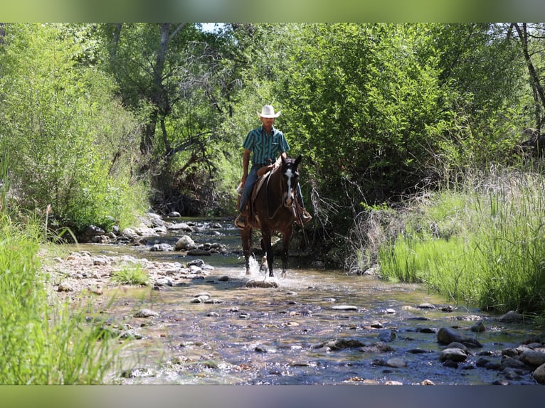 American Quarter Horse Ruin 10 Jaar 152 cm Roodbruin in Camp Verde AZ