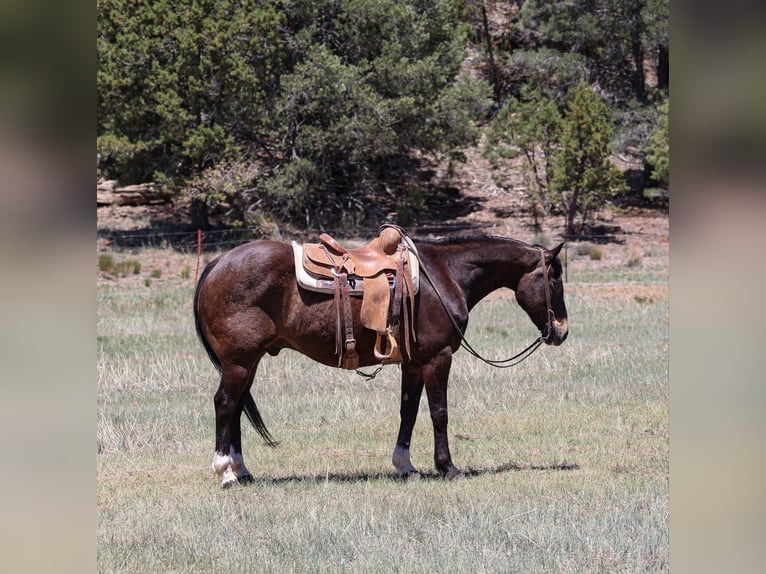 American Quarter Horse Ruin 10 Jaar 152 cm Roodbruin in Camp Verde AZ