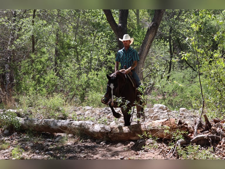 American Quarter Horse Ruin 10 Jaar 152 cm Roodbruin in Camp Verde AZ