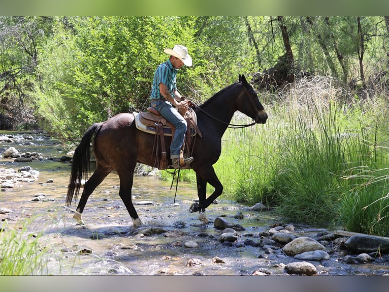 American Quarter Horse Ruin 10 Jaar 152 cm Roodbruin in Camp Verde AZ