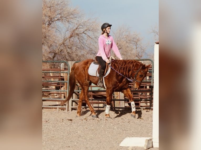 American Quarter Horse Ruin 10 Jaar 152 cm Roodvos in Fort Collins