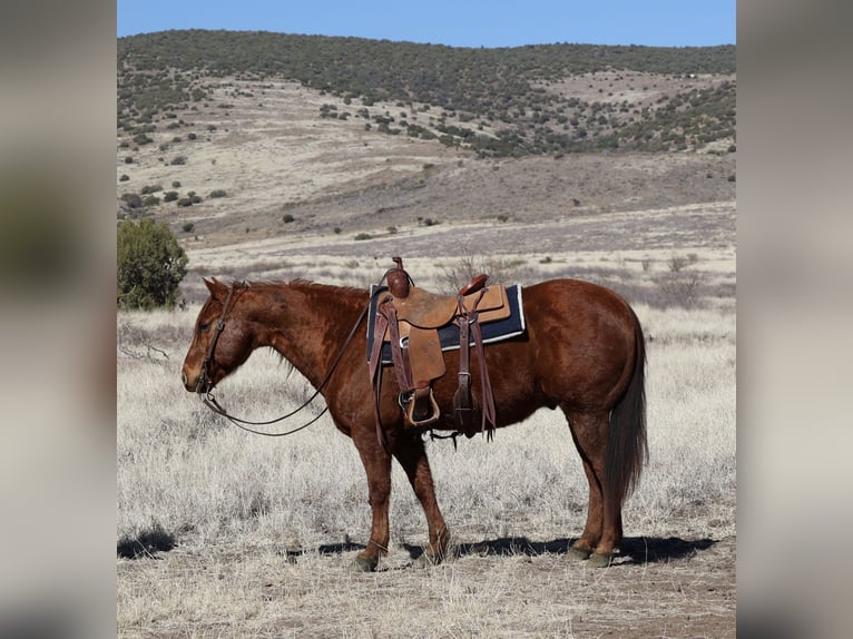 American Quarter Horse Ruin 10 Jaar 152 cm Roodvos in Camp Verde, AZ