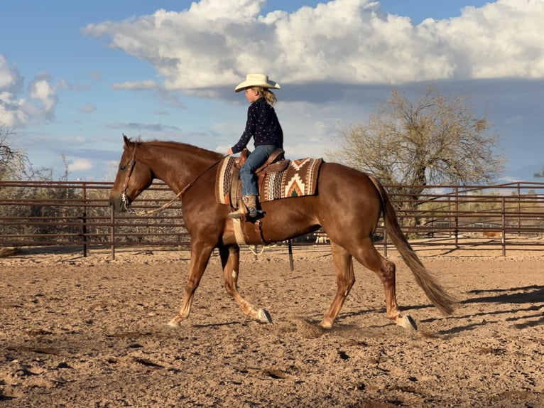 American Quarter Horse Ruin 10 Jaar 152 cm Roodvos in Kingston