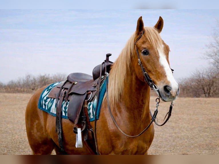 American Quarter Horse Ruin 10 Jaar 152 cm Roodvos in North Bloomfield