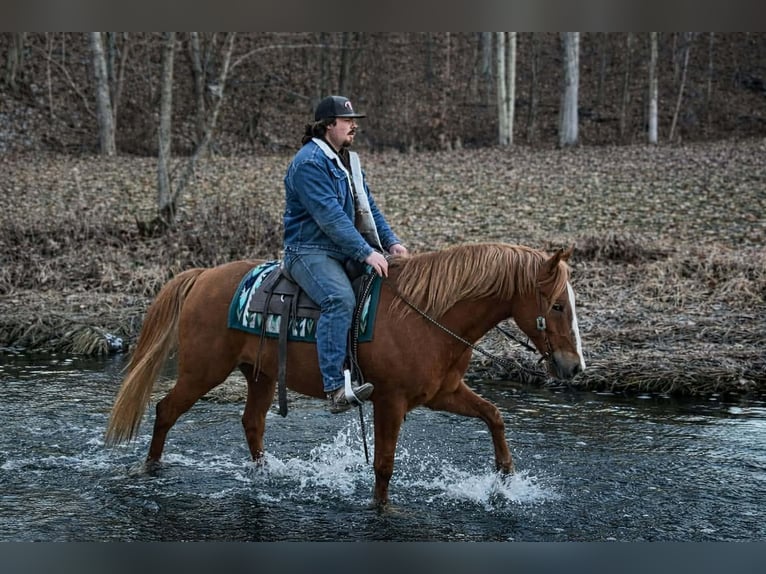 American Quarter Horse Ruin 10 Jaar 152 cm Roodvos in North Bloomfield