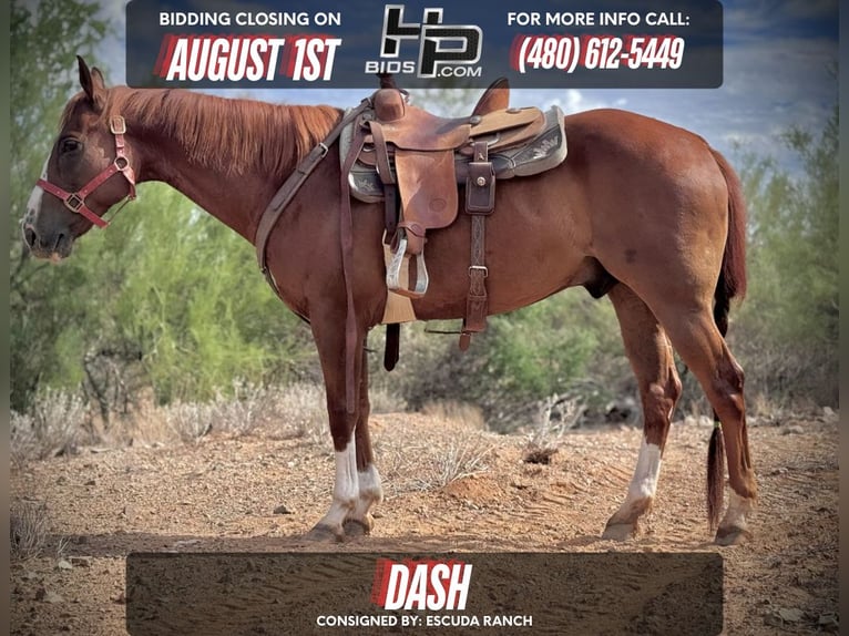 American Quarter Horse Ruin 10 Jaar 152 cm Roodvos in Phoenix, AZ