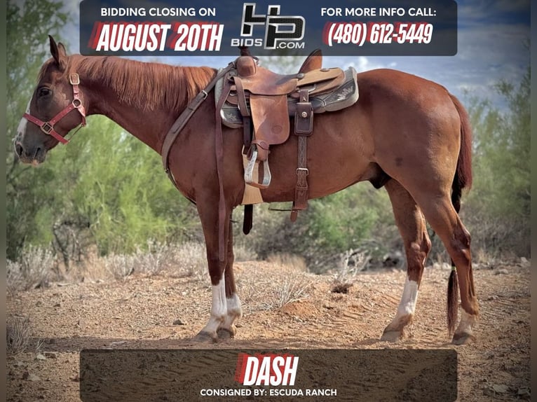 American Quarter Horse Ruin 10 Jaar 152 cm Roodvos in Phoenix, AZ