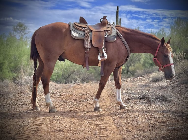 American Quarter Horse Ruin 10 Jaar 152 cm Roodvos in Phoenix, AZ