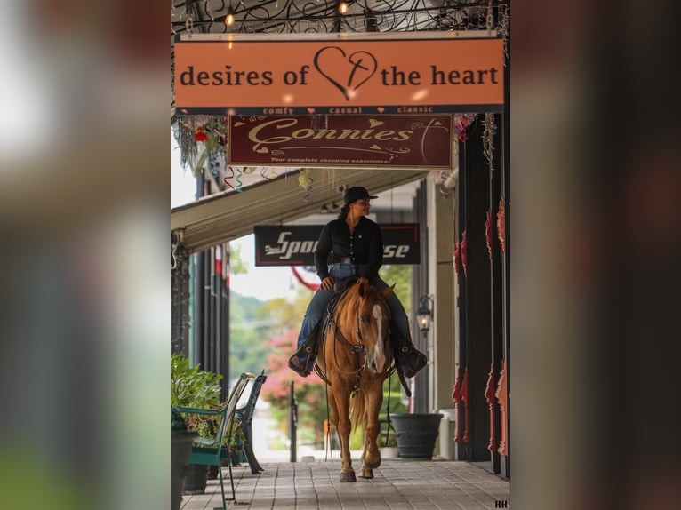 American Quarter Horse Ruin 10 Jaar 152 cm Roodvos in Granbury TX