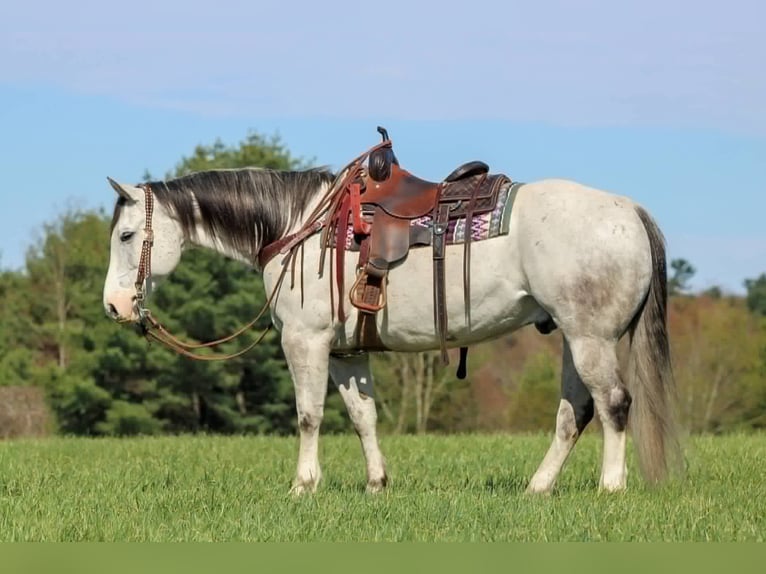 American Quarter Horse Ruin 10 Jaar 152 cm Schimmel in Clarion