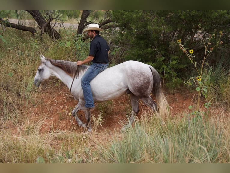 American Quarter Horse Ruin 10 Jaar 152 cm Schimmel in Canyon, TX