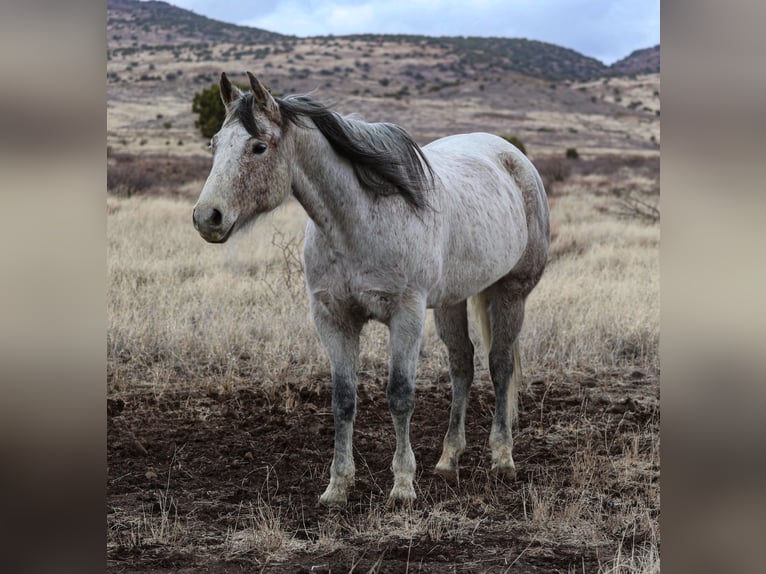 American Quarter Horse Ruin 10 Jaar 152 cm Schimmel in Camp Verde, AZ