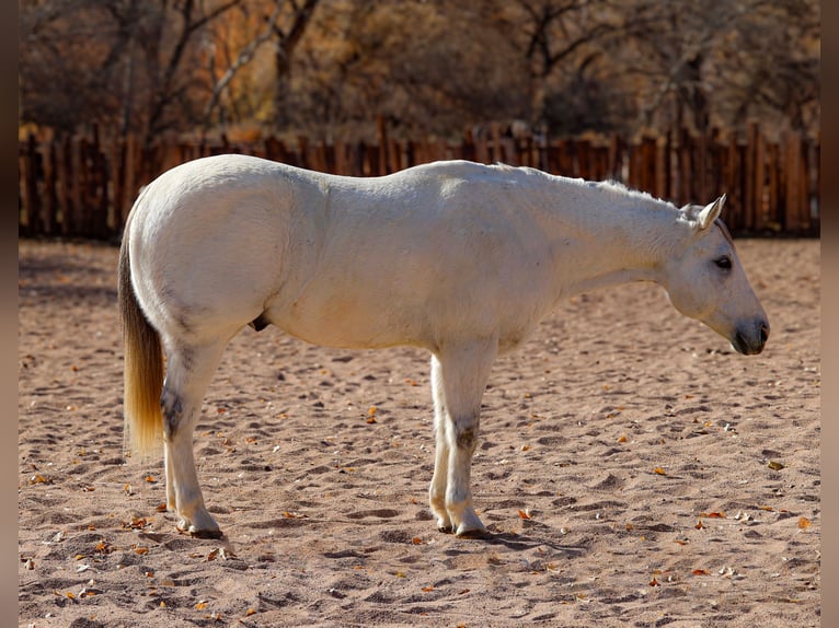 American Quarter Horse Ruin 10 Jaar 152 cm Schimmel in Camp Verde, AZ