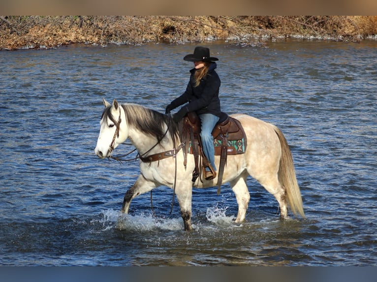 American Quarter Horse Ruin 10 Jaar 152 cm Schimmel in Clarion, PA