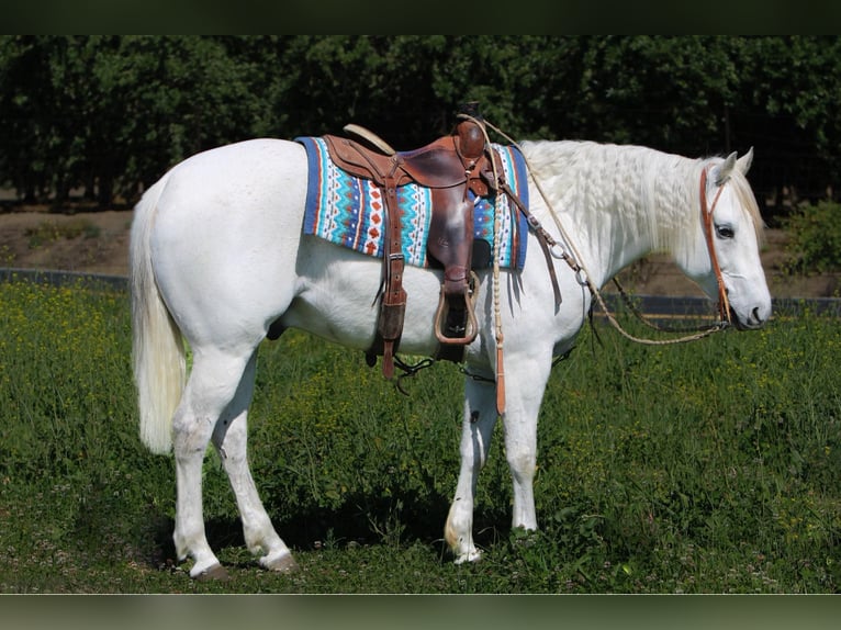 American Quarter Horse Ruin 10 Jaar 152 cm Schimmel in Waterford