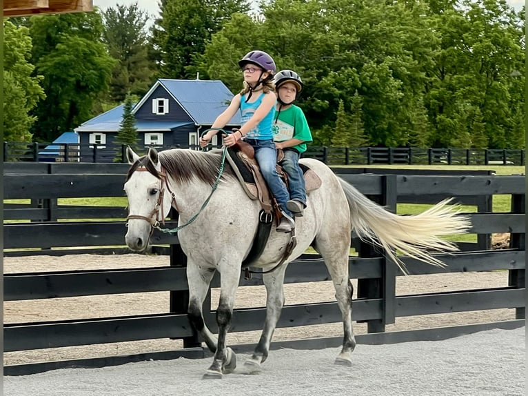 American Quarter Horse Ruin 10 Jaar 152 cm Schimmel in Oxford