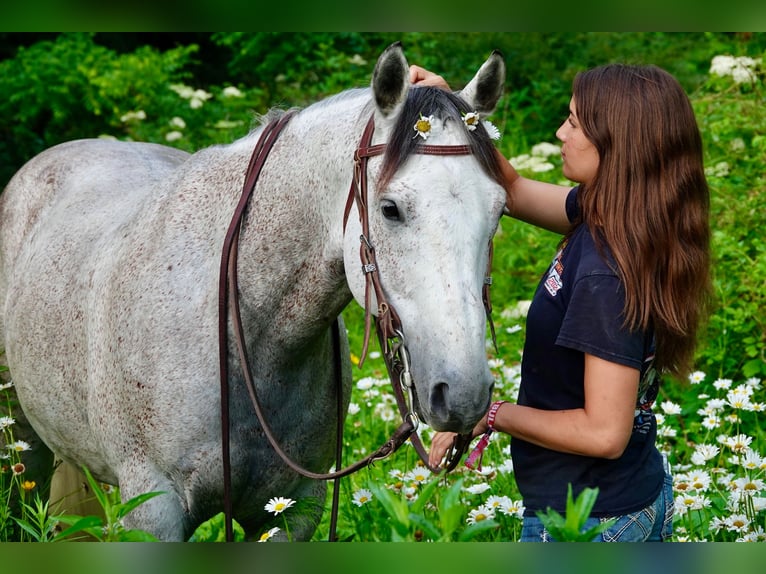 American Quarter Horse Ruin 10 Jaar 152 cm Schimmel in Oxford