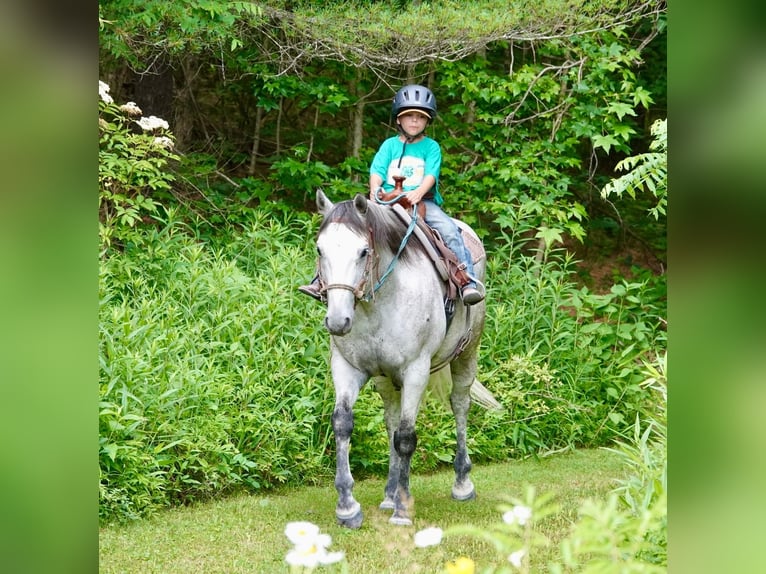 American Quarter Horse Ruin 10 Jaar 152 cm Schimmel in Oxford