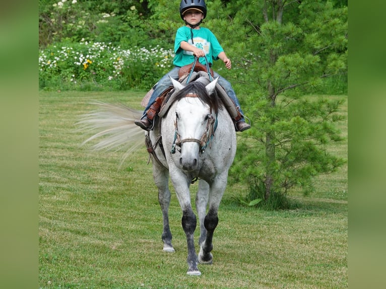 American Quarter Horse Ruin 10 Jaar 152 cm Schimmel in Oxford