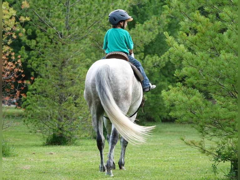 American Quarter Horse Ruin 10 Jaar 152 cm Schimmel in Oxford