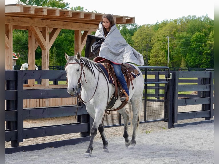 American Quarter Horse Ruin 10 Jaar 152 cm Schimmel in Oxford