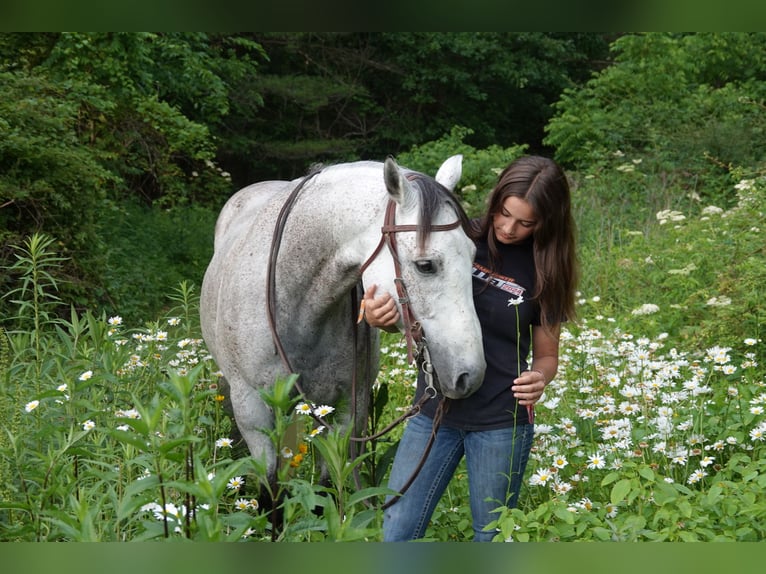 American Quarter Horse Ruin 10 Jaar 152 cm Schimmel in Oxford