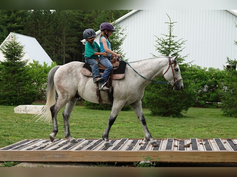 American Quarter Horse Ruin 10 Jaar 152 cm Schimmel in Oxford