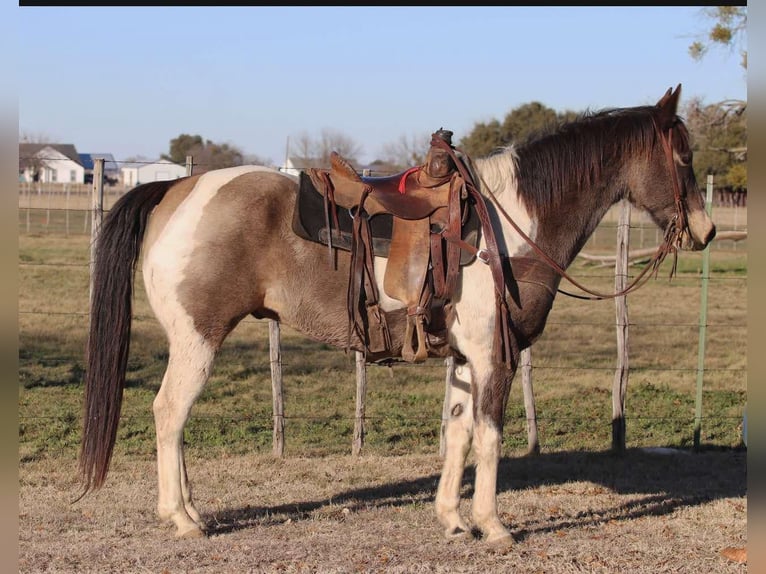 American Quarter Horse Ruin 10 Jaar 152 cm Tobiano-alle-kleuren in Lipan TX