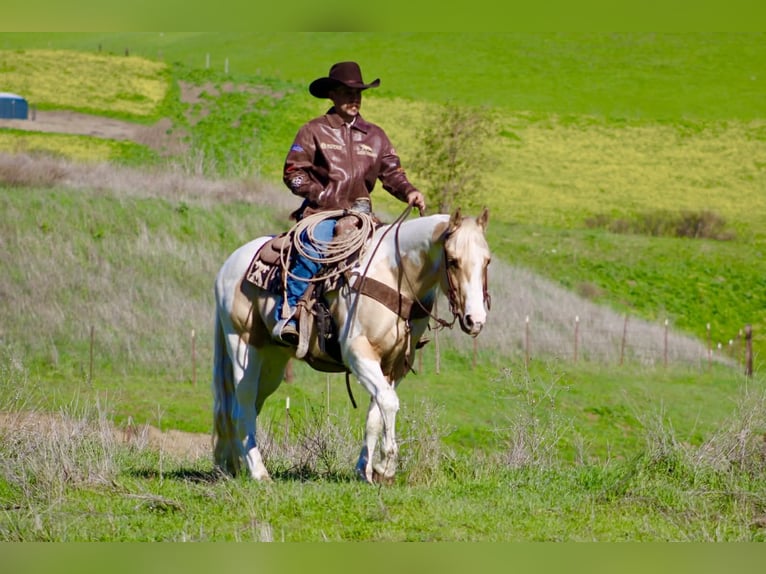 American Quarter Horse Ruin 10 Jaar 152 cm Tobiano-alle-kleuren in Paicines CA