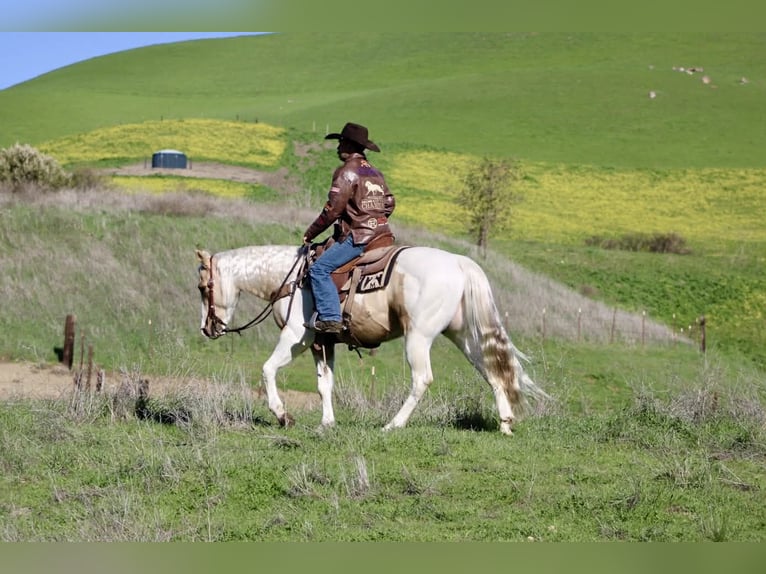 American Quarter Horse Ruin 10 Jaar 152 cm Tobiano-alle-kleuren in Paicines CA