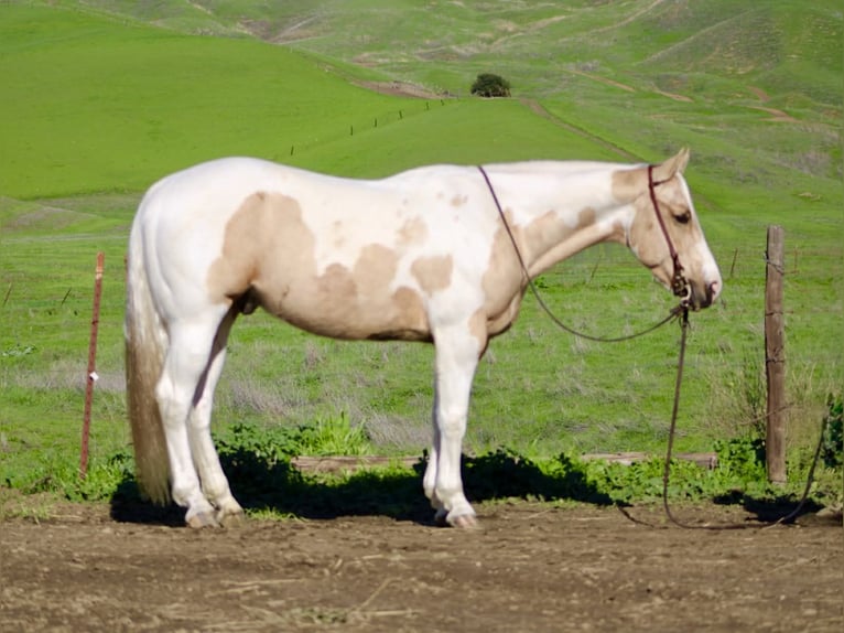American Quarter Horse Ruin 10 Jaar 152 cm Tobiano-alle-kleuren in Paicines CA