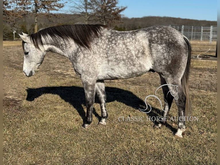American Quarter Horse Ruin 10 Jaar 152 cm in Vichy, MO