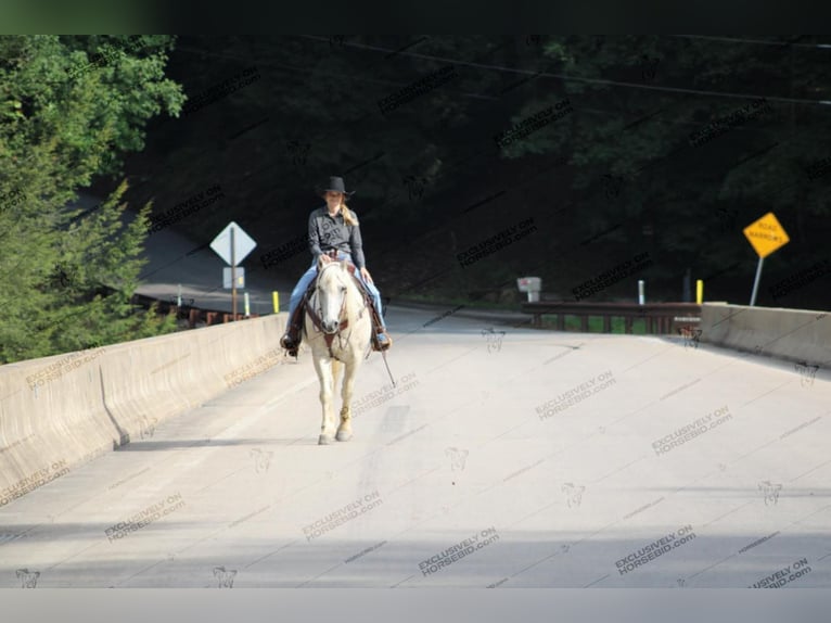 American Quarter Horse Ruin 10 Jaar 152 cm Vliegenschimmel in Clarion, PA