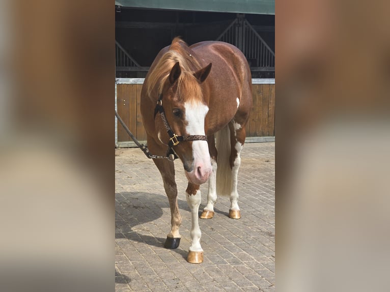 American Quarter Horse Ruin 10 Jaar 152 cm Vos in Marl