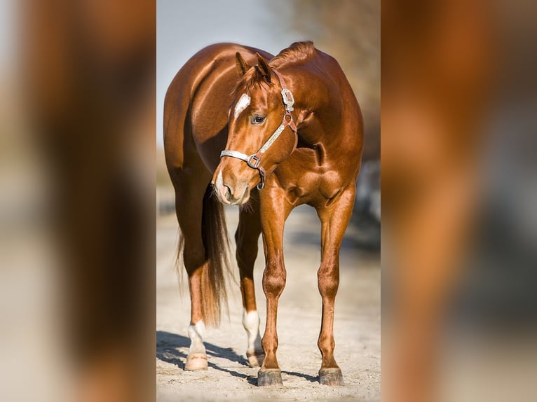 American Quarter Horse Ruin 10 Jaar 152 cm Vos in Tuntenhausen
