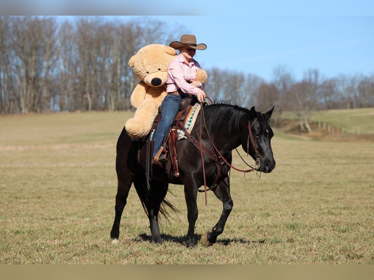 American Quarter Horse Ruin 10 Jaar 152 cm Zwart in Clarion