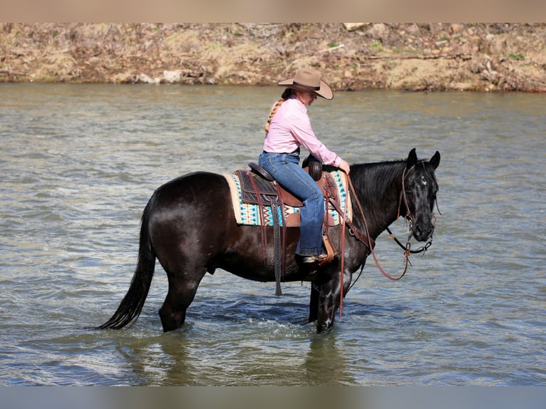 American Quarter Horse Ruin 10 Jaar 152 cm Zwart in Clarion