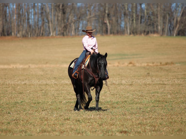 American Quarter Horse Ruin 10 Jaar 152 cm Zwart in Clarion