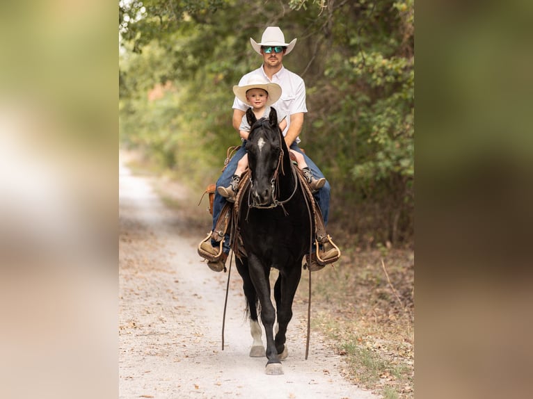 American Quarter Horse Ruin 10 Jaar 152 cm Zwart in Weatherford TX