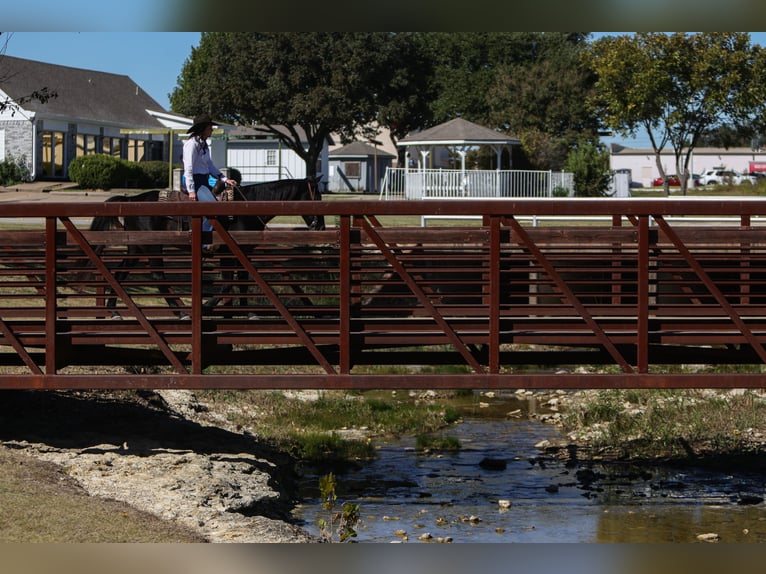 American Quarter Horse Ruin 10 Jaar 152 cm Zwart in Joshua