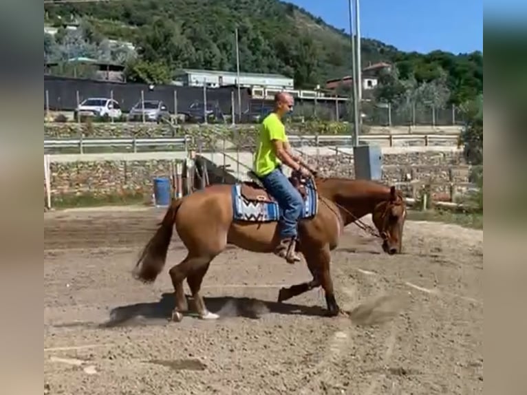 American Quarter Horse Ruin 10 Jaar 153 cm Red Dun in Eersel